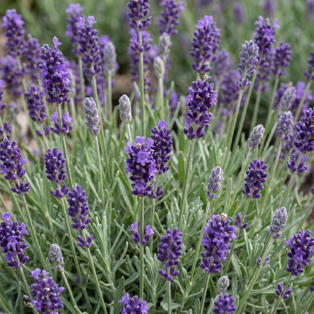 Green boutiQ - Stauden - Lavandula ang. Munstead - Lavendel - Duftend - Violett - 24 Pflanzen - Topf 11cm - Höhe 15-25cm