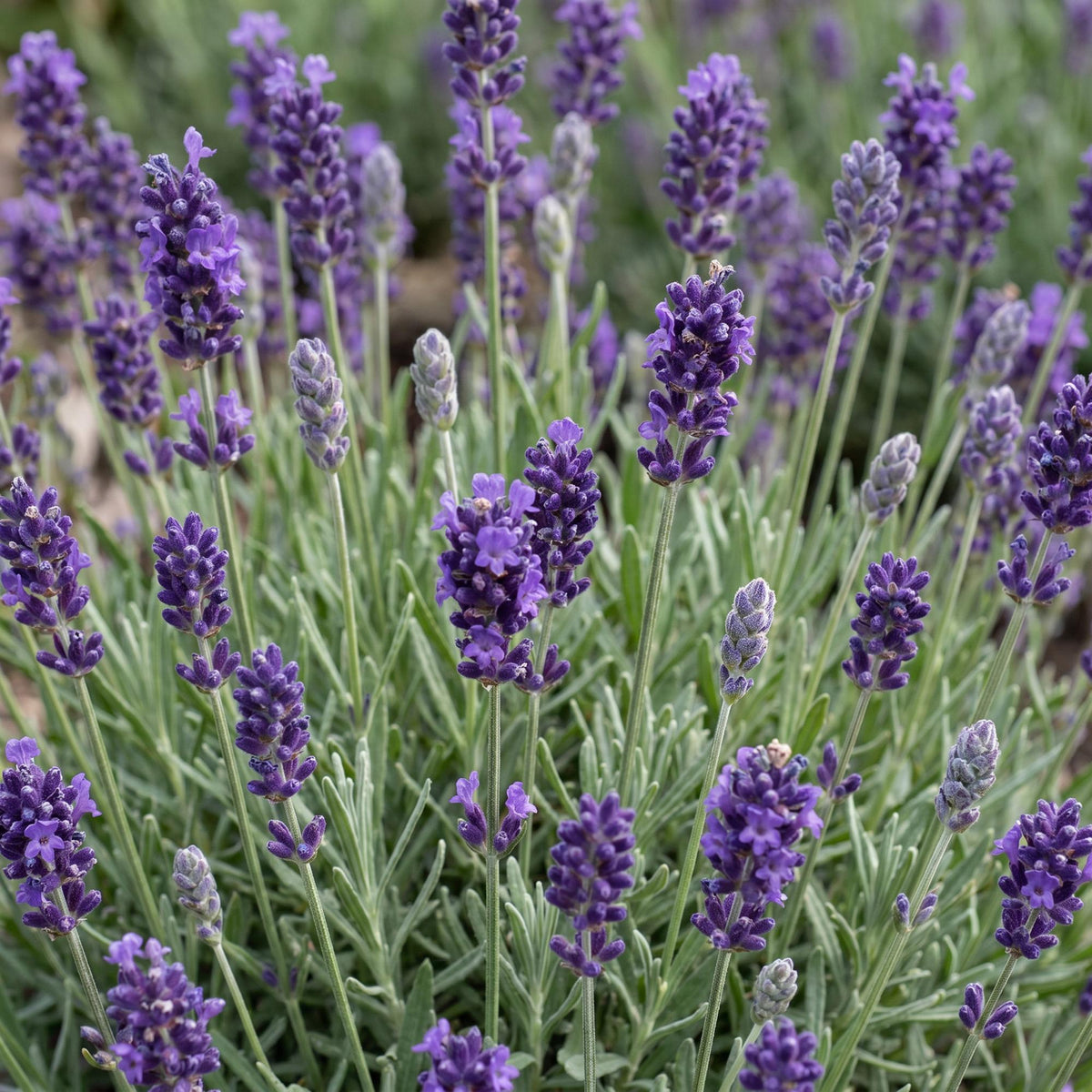 Green boutiQ - Stauden - Lavandula ang. Munstead - Lavendel - Duftend - Violett - 24 Pflanzen - Topf 11cm - Höhe 15-25cm