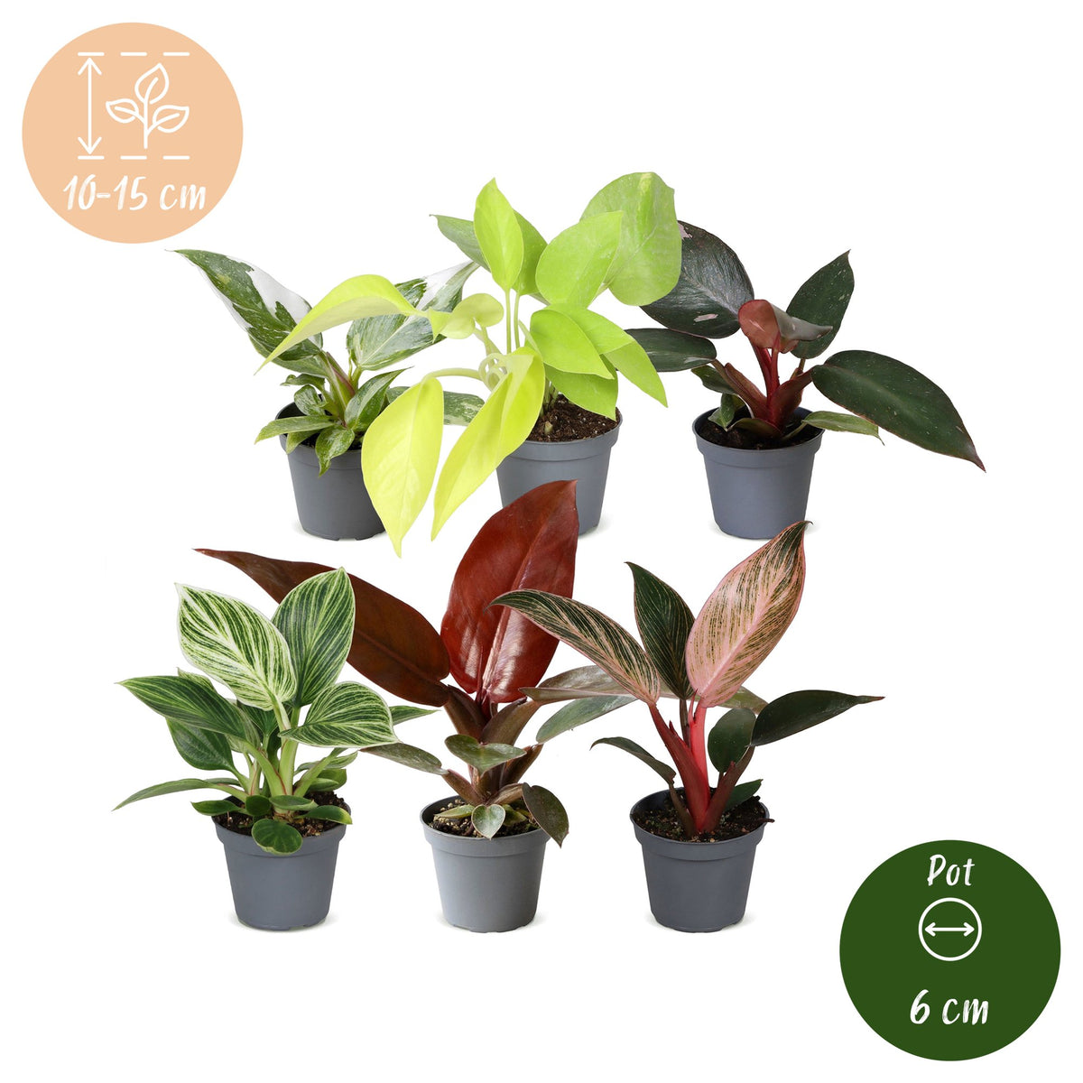 6x Baby Philodendron Family - White - Pink - Yellow - Green - Red - Tropical - Ø6cm - ↕10-15cm