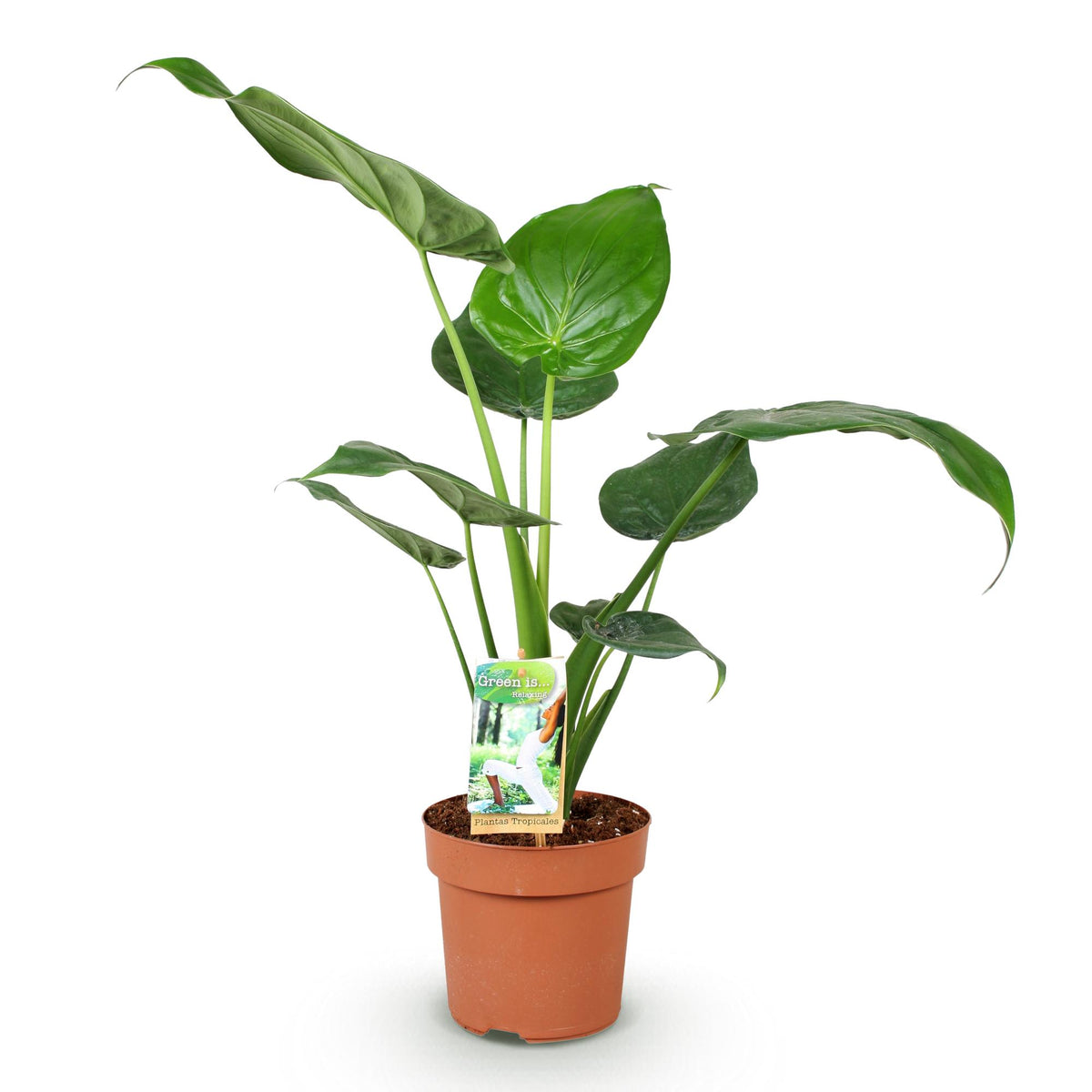 Green BoutiQ - Le vert, c'est... Plantes d'intérieur - Alocasia Cucullata - Main de Bouddha - Entretien facile - Vert - 1 plante - Pot 17cm - Hauteur 60-65cm