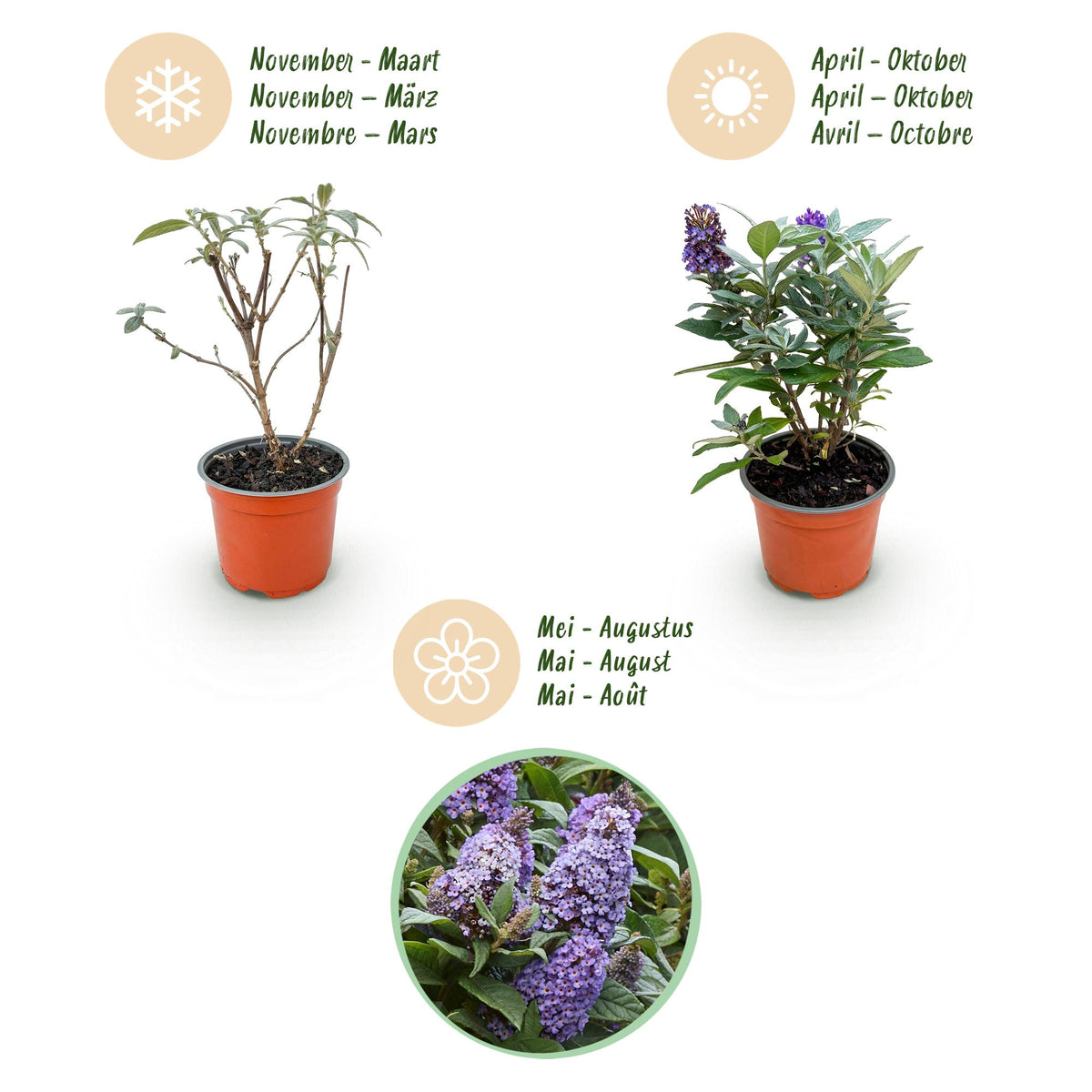 Green boutiQ - Plante de jardin - Buddleja davidii Butterfly Candy Little Lila - Arbre aux papillons - Compact - Lila - 3 plantes - Pot 12 cm - Hauteur 20-25 cm