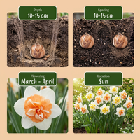 80x Narcissus Macaron Bloss - Narcis Macaron Bloss - Wit en Geel - Voorjaarsbloeier - Bolmaat 12/14