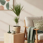 Green BoutiQ - Le vert est... Plantes d'intérieur - Dracaena Marginata - Dragonnier - Peu d'entretien - avec panier - Vert - 1 Plante - Pot 17cm - Hauteur 70-80cm