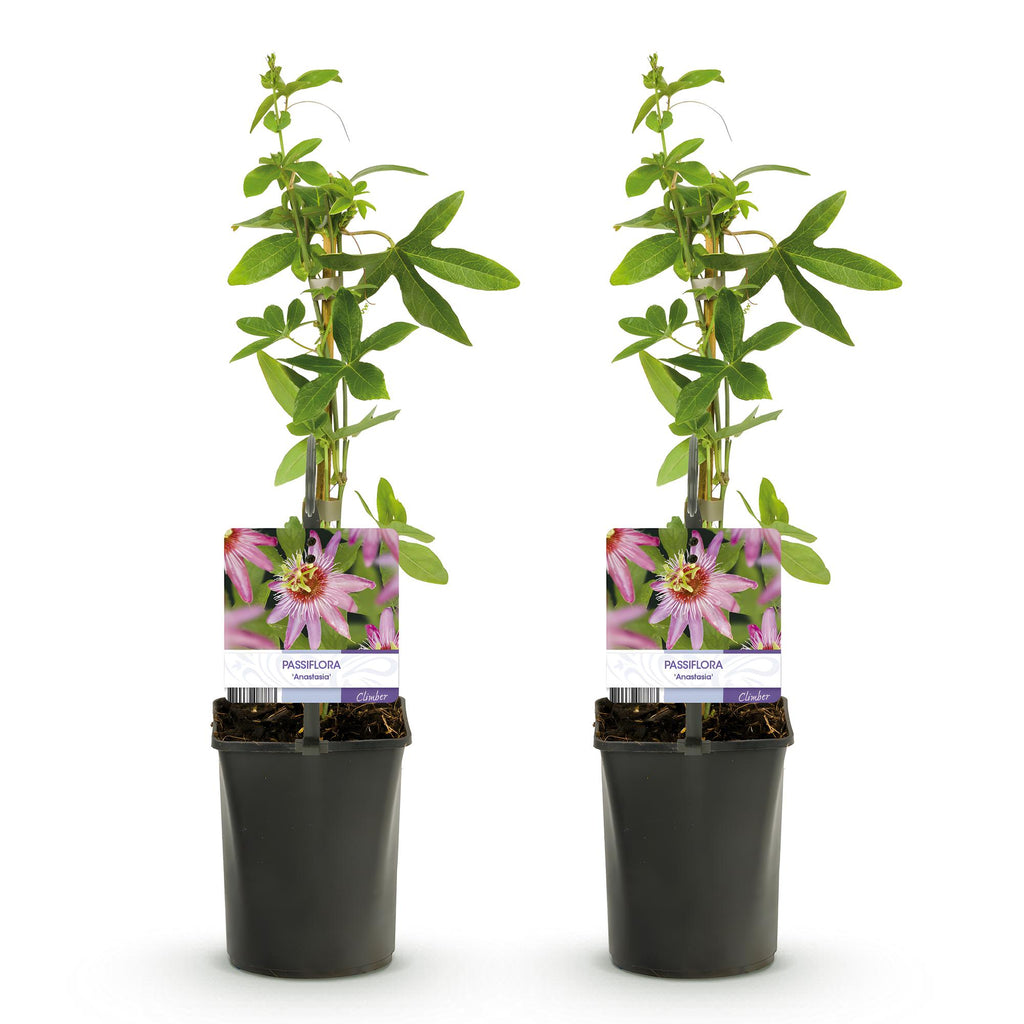 Green boutiQ - Passiflore - Passiflora Anastasia - Fleur rose - Peu d'entretien - 2 plantes - Pot 11 cm Hauteur 40 cm