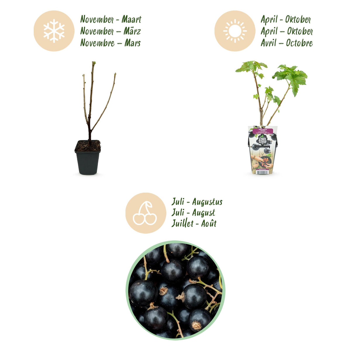 Green boutiQ - Plants fruitiers - Cassis - Ribes nigrum Titania - Rustique - 3 plantes - Pot 9 cm - Cassis