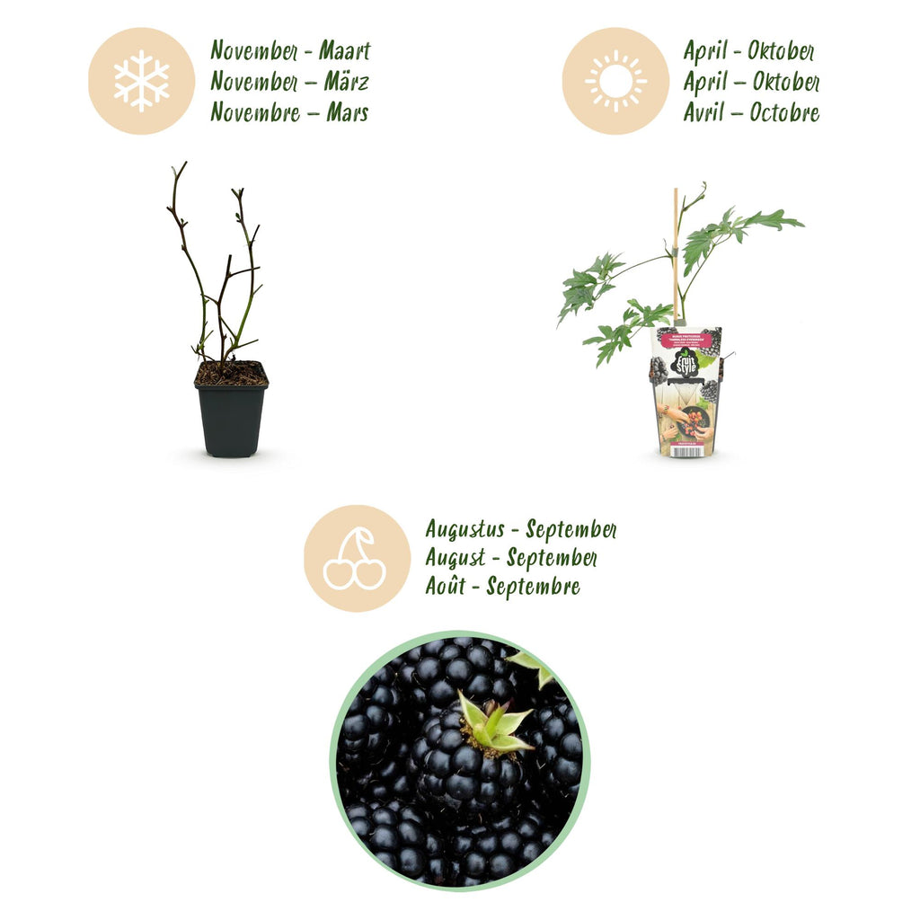 Green boutiQ - Obstpflanzen - Immergrüne Brombeere - Rubus Thornless Evergreen - Winterhart - 6 Pflanzen - Topf 9 cm - Schwarze Brombeere