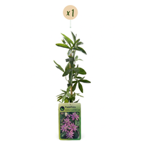 Passiflora Lavender Lady - Lavender Lady passionflower - Purple - Climber - Ø9cm - ↕35cm