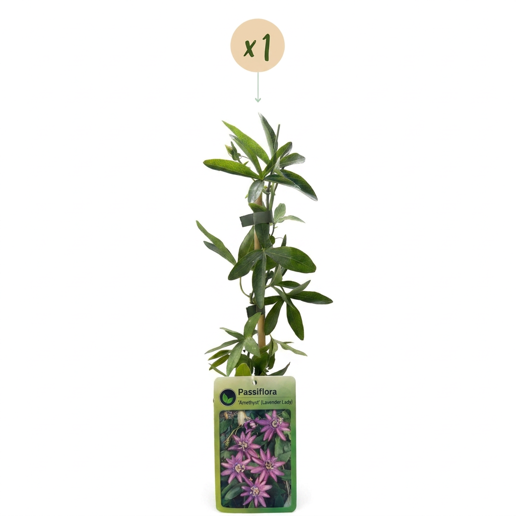 Passiflora Lavender Lady - Passiflore Lavender Lady - Violet - Plante grimpante - Ø9cm - ↕35cm