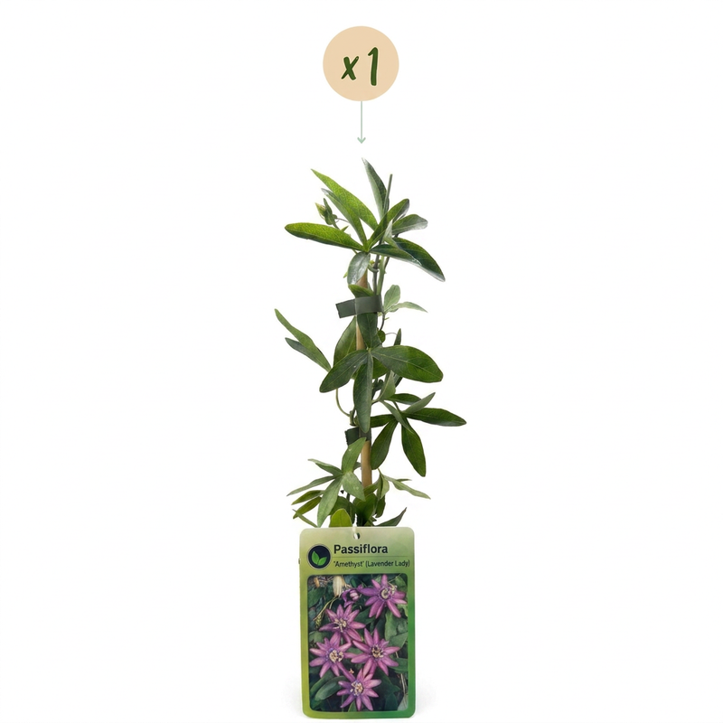 Passiflora Lavender Lady - Blaue Passionsblume - Lila - Kletterpflanze - Ø9cm - ↕35cm