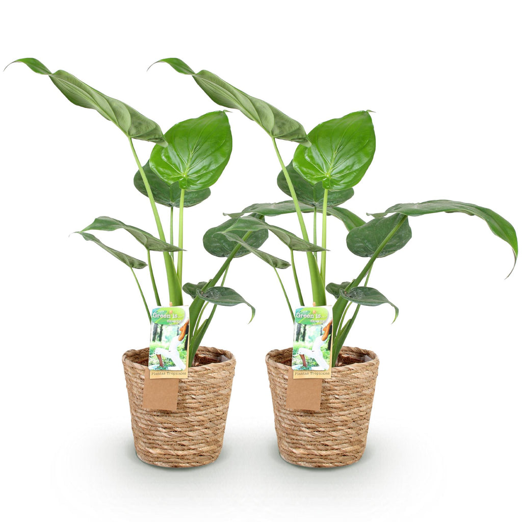 Green BoutiQ - Green is... Plantes d'intérieur - Alocasia Cucullata - Main de Bouddha - Entretien facile - avec panier - Vert - 2 Plantes - Pot 17cm - Hauteur 60-65cm