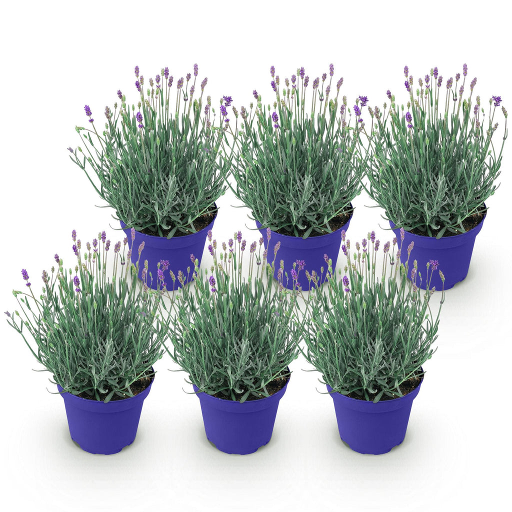Green boutiQ - Plante de jardin - Lavandula angustifolia Hidcote - Lavande - Rustique - Violet - 6 plantes - Pot 12 cm - Hauteur 15-25 cm