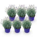 Green boutiQ - Plante de jardin - Lavandula angustifolia Hidcote - Lavande - Rustique - Violet - 6 plantes - Pot 12 cm - Hauteur 15-25 cm