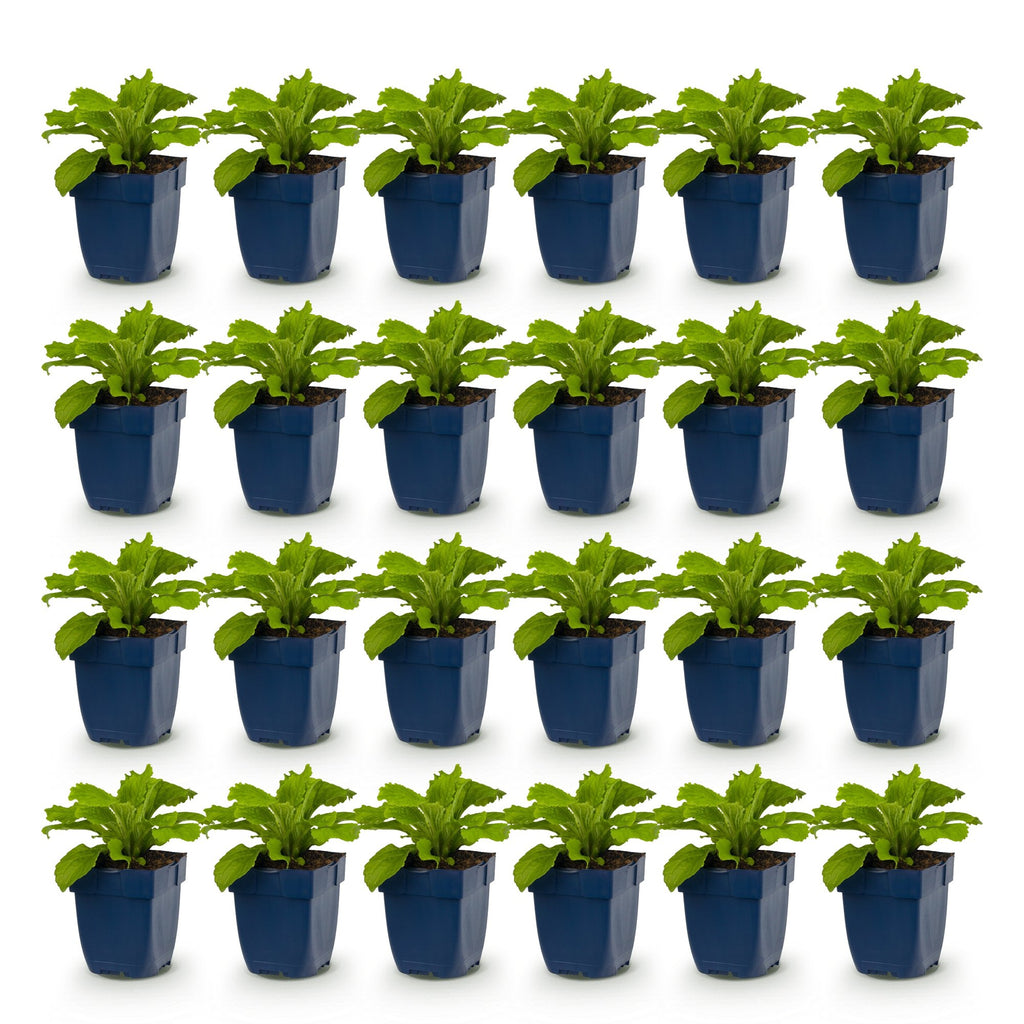 Green boutiQ - Stauden - Digitalis Tricolour - Fingerhut - Schatten - Rosa - Lila - Weiß - 24 Pflanzen - Topf 11cm - Höhe 15-25cm