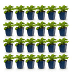 Green boutiQ - Stauden - Digitalis Tricolour - Fingerhut - Schatten - Rosa - Lila - Weiß - 24 Pflanzen - Topf 11cm - Höhe 15-25cm