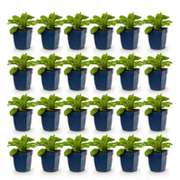Green boutiQ - Vasteplant - Digitalis Tricolour - Vingerhoedskruid - Schaduw - Roze - Paars - Wit - 24 Planten - Pot 11cm - Hoogte 15-25cm