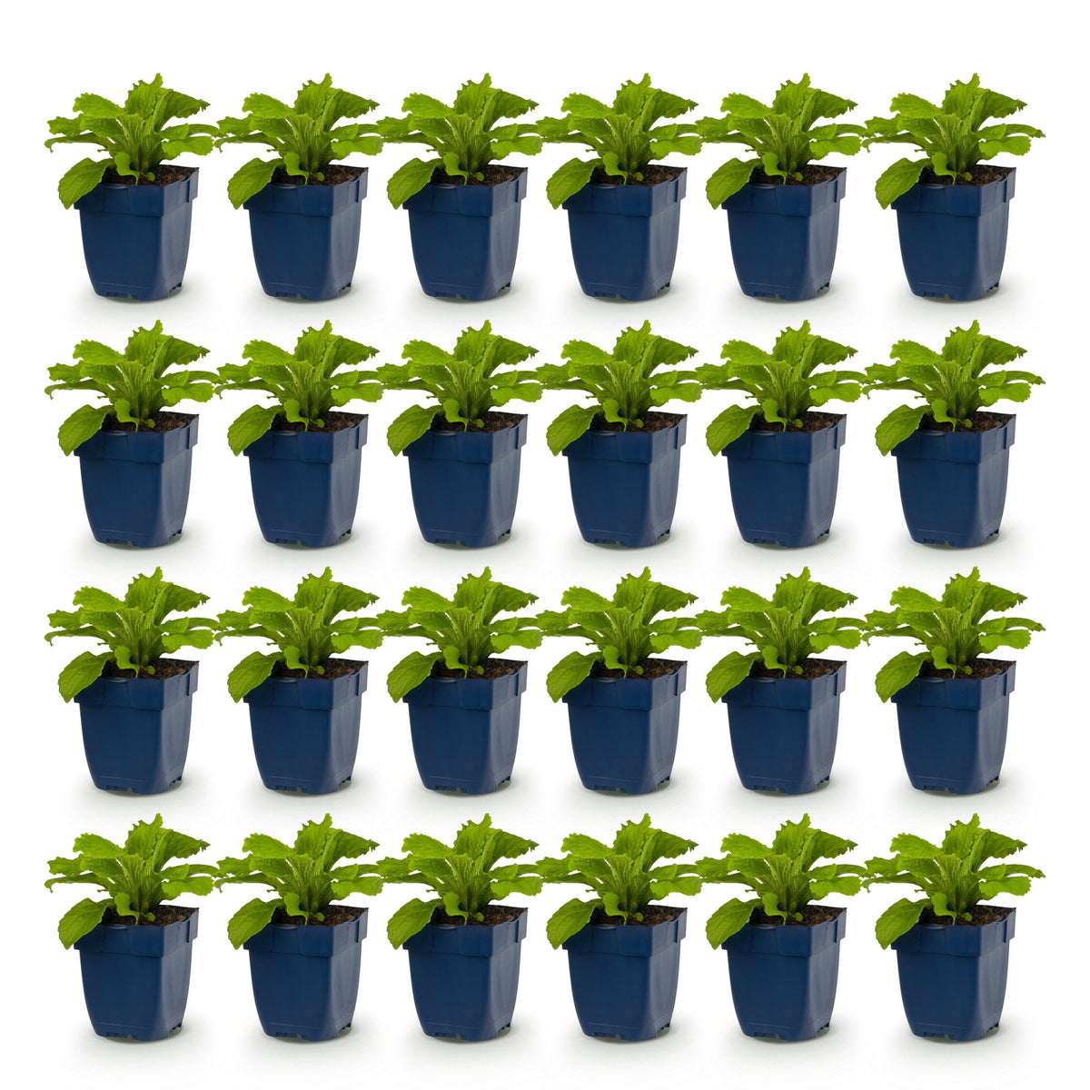 Green boutiQ - Stauden - Digitalis Tricolour - Fingerhut - Schatten - Rosa - Lila - Weiß - 24 Pflanzen - Topf 11cm - Höhe 15-25cm
