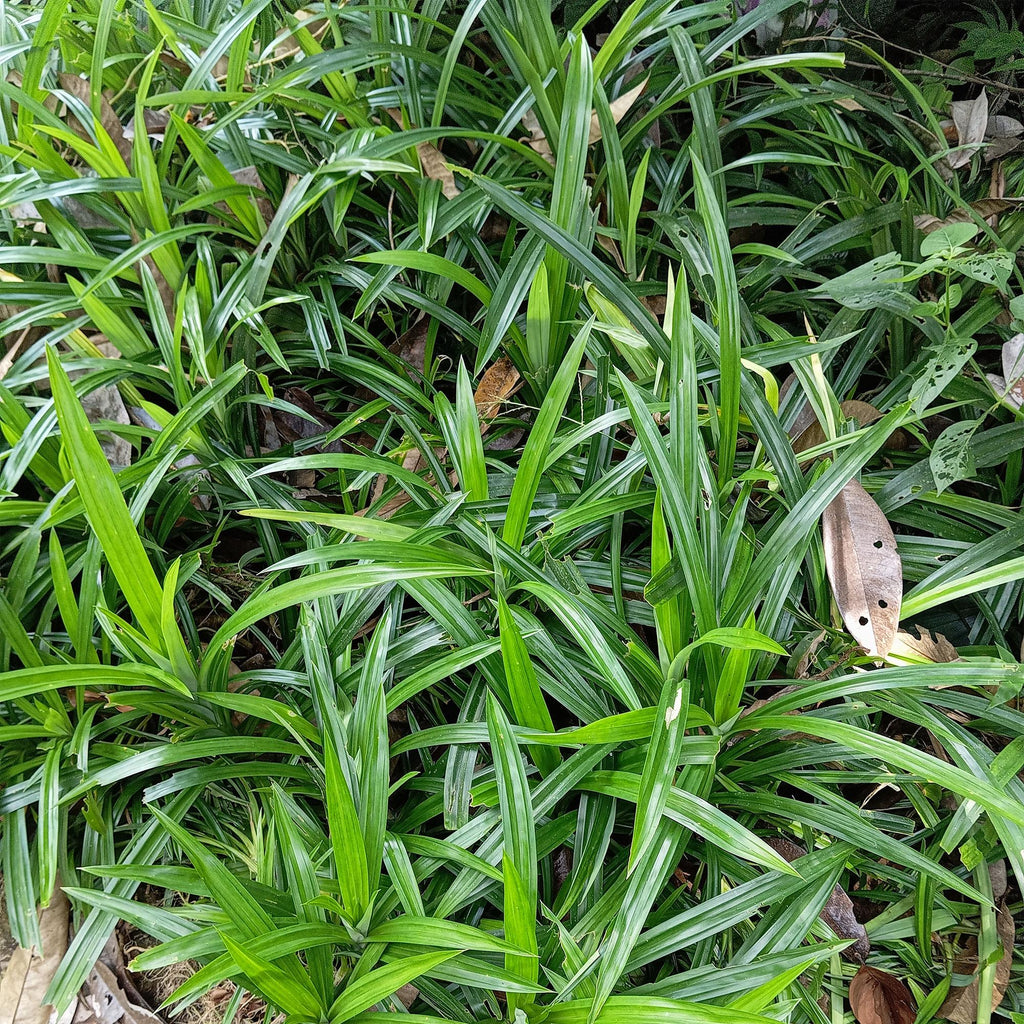 Green boutiQ - Graminées ornementales - Carex morrowii Irish Green - Vert & Jaune - 4 Plantes - Persistant - Peu d'entretien - Pot 17cm Hauteur 50cm
