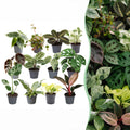 12x Baby Plants Surprise Box - Baby Plants Surprise Box - Various colours - Tropical - Ø6cm - ↕5-15cm