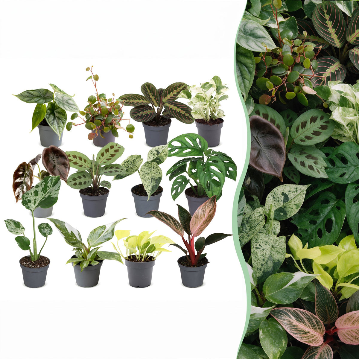12x Baby Plants Surprise Box - Baby Plants Surprise Box - Various colours - Tropical - Ø6cm - ↕5-15cm