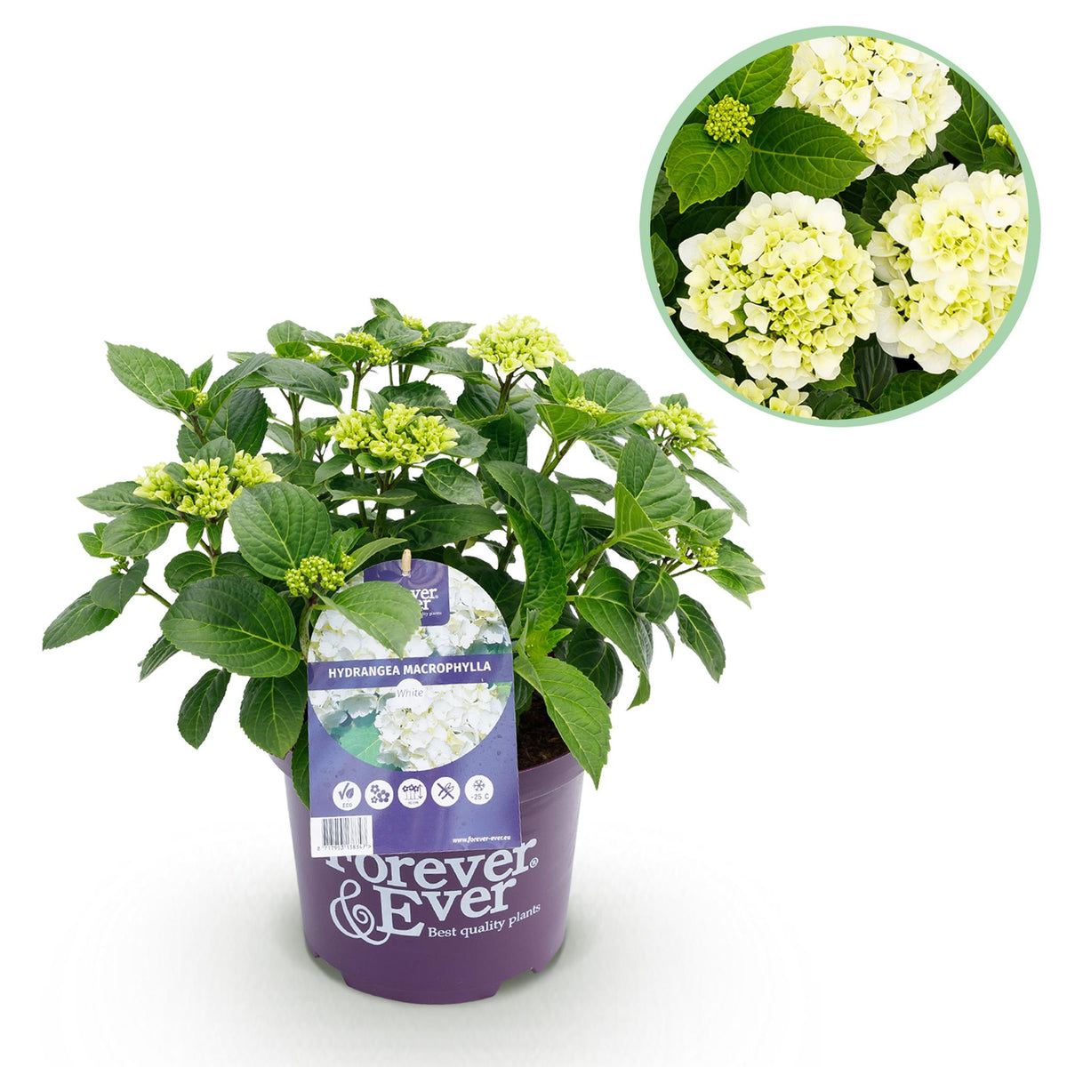 Green boutiQ - Plante de terrasse - Hortensia - Hydrangea Forever & Ever - Blanc - 7-12 fleurs - Pot 23cm Hauteur 55cm