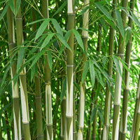 Green boutiQ - Bamboe - Fargesia robusta Pingwu - Bladhoudend - Niet Woekerend - Groen - 6 Planten - Pot 14cm - Hoogte 35cm
