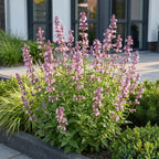 Green boutiQ - Plante vivace - Nepeta sib. Wild Orchid - Herbe aux chats - Attire les abeilles et les papillons - Rose - 1 plante - Pot 11cm - Hauteur 15-25cm