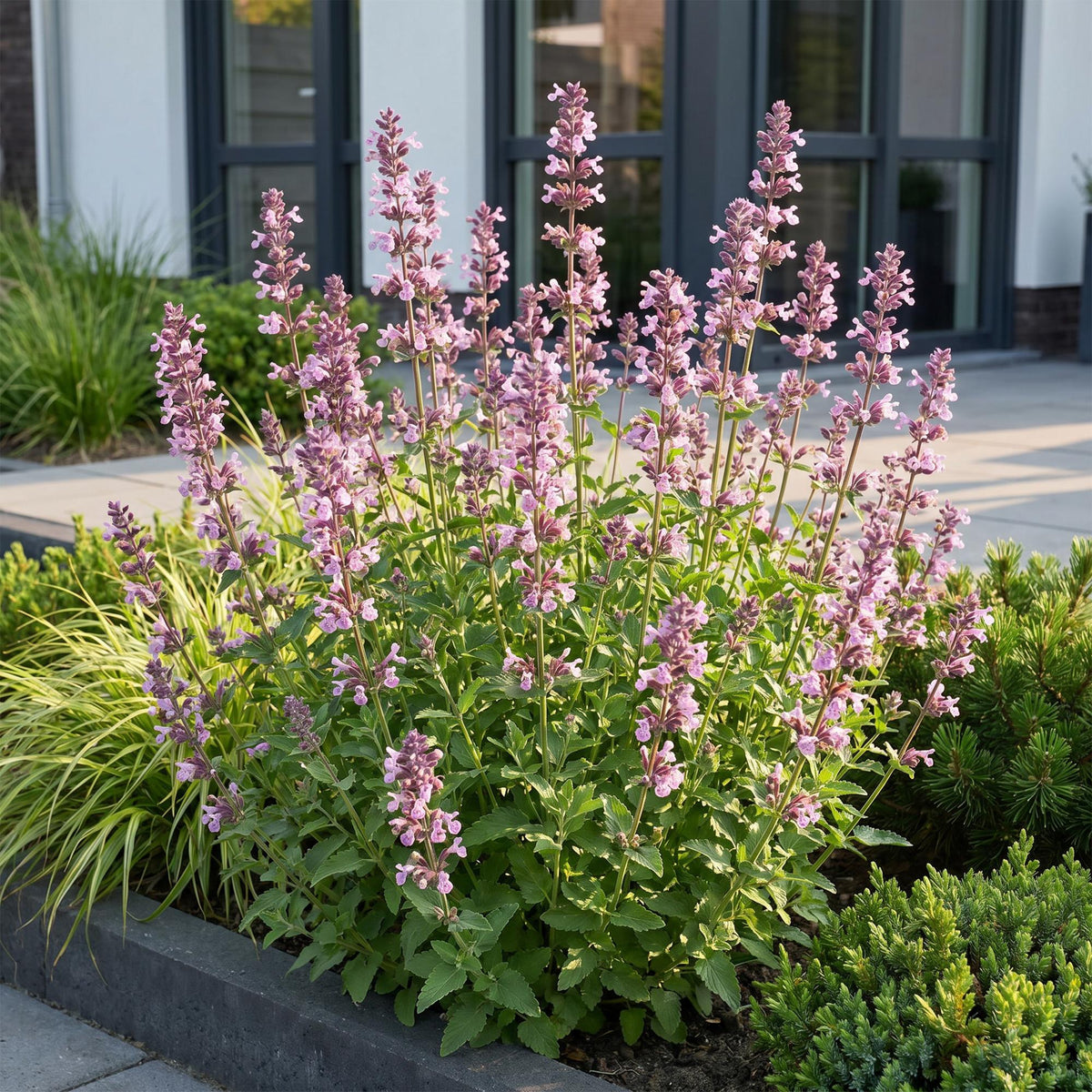 Green boutiQ - Plante vivace - Nepeta sib. Wild Orchid - Herbe aux chats - Attire les abeilles et les papillons - Rose - 1 plante - Pot 11cm - Hauteur 15-25cm