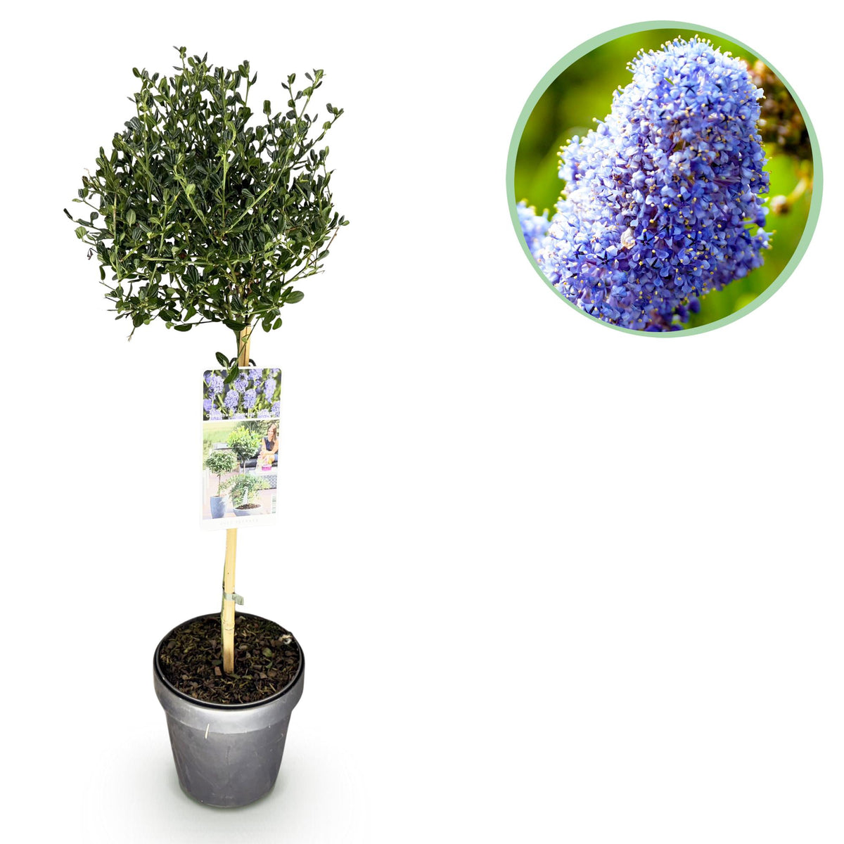 Green boutiQ - Hochstamm-Pflanze - Ceanothus impressus Victoria - Terrassenpflanze - Immergrün - Winterhart - Violette Blüte - Topf 19 cm, Höhe 90 cm