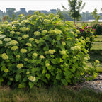 Green boutiQ - Plante de jardin - Hydrangea arborescens FlowerWOW - Hortensia - Rustique - Blanc - 3 plantes - Pot 14 cm - Hauteur 20-30 cm