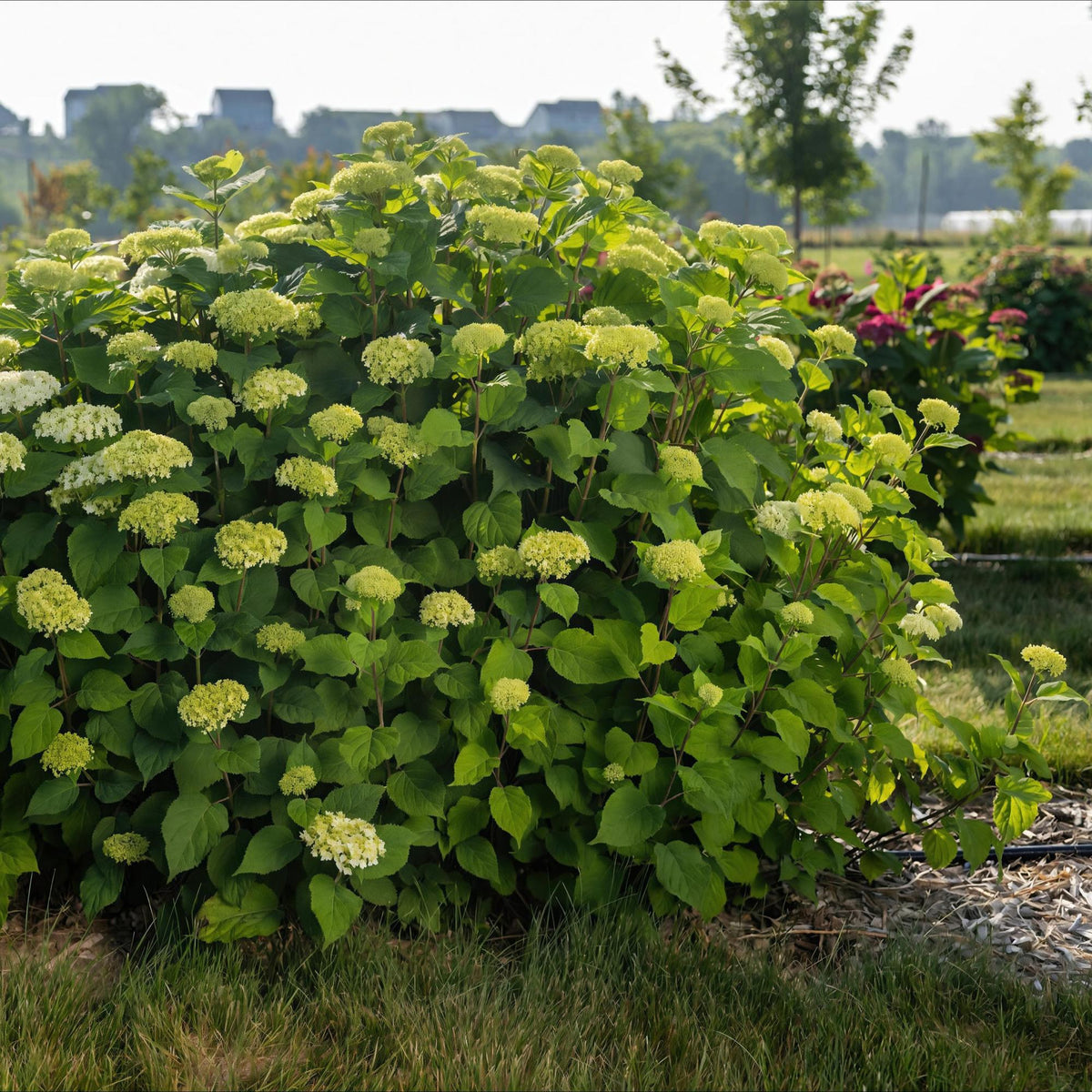 Green boutiQ - Plante de jardin - Hydrangea arborescens FlowerWOW - Hortensia - Rustique - Blanc - 3 plantes - Pot 14 cm - Hauteur 20-30 cm