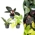 3x Baby Philodendron Tricolour - White - Pink - Yellow - Green - Tropical - Ø6cm - ↕10-15cm