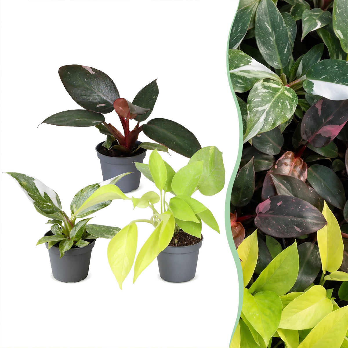 3x Baby Philodendron Tricolour - White - Pink - Yellow - Green - Tropical - Ø6cm - ↕10-15cm