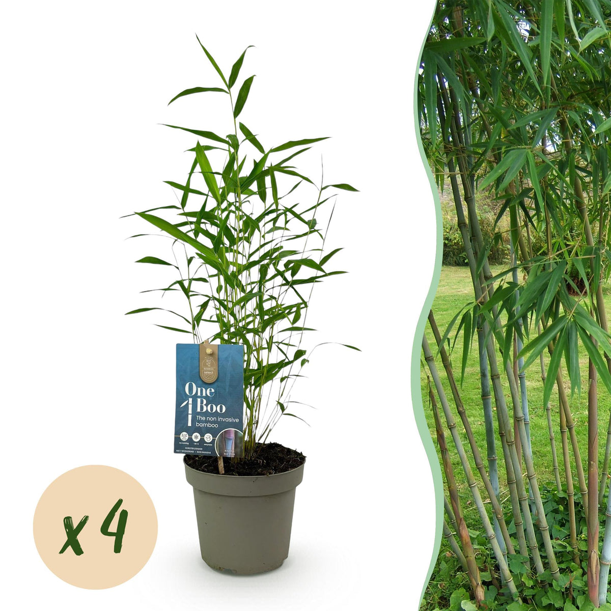 Green boutiQ - Bambou - Fargesia Blue Dragon - Vert - 4 plantes - Persistant - Non traçant - Pot 14 cm - Hauteur 35 cm
