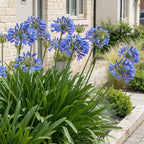 Green boutiQ - Stauden - Agapanthus africanus - Afrikanische Schmucklilie - Bienen- und Schmetterlingsmagnet - Blau - 3 Pflanzen - Topf 11cm - Höhe 15-25cm