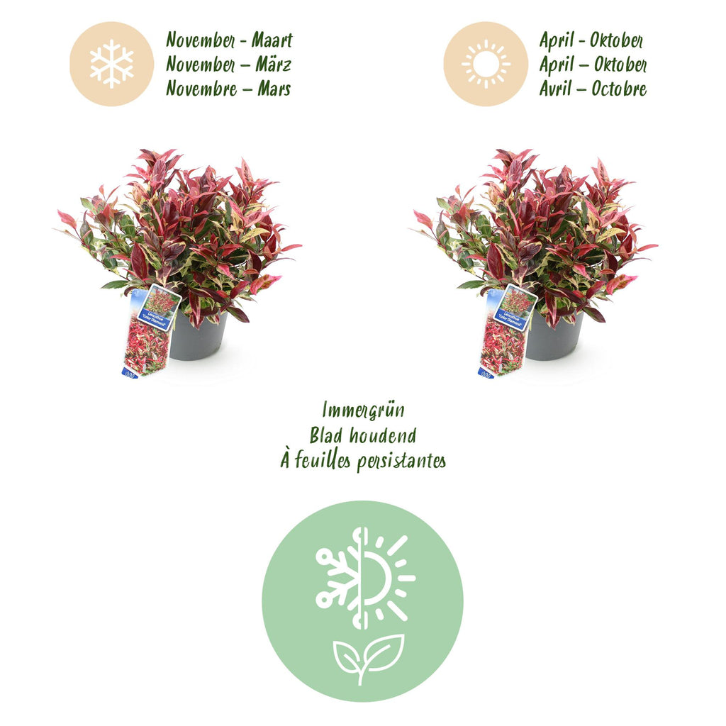 Green boutiQ - Plante de jardin - Leucothoe Colour Diamond - Panaché - 1 plante - Persistant - Peu d'entretien - Pot 17cm Hauteur 45cm