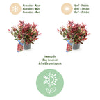Green boutiQ - Plante de jardin - Leucothoe Colour Diamond - Panaché - 1 plante - Persistant - Peu d'entretien - Pot 17cm Hauteur 45cm