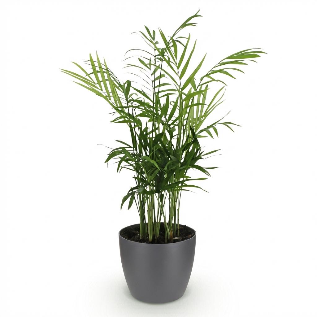 Green boutiQ - Zimmerpflanze - Chamaedorea elegans - Bergpalme - Haustierfreundliche Pflanze - Grün - 1 Pflanze - mit Topf Grau - Topf 12cm - Höhe 15cm