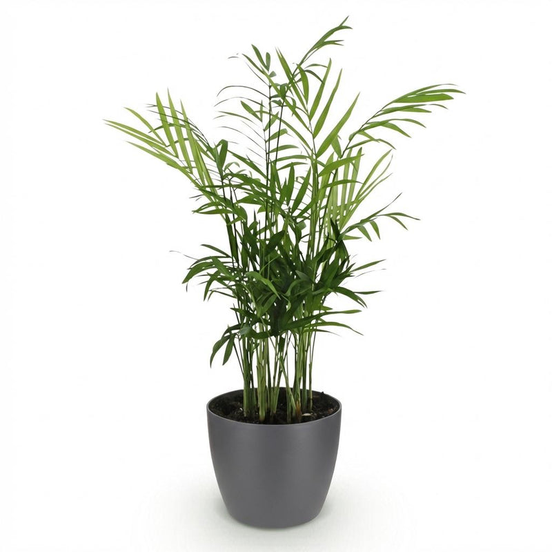 Green boutiQ - Kamerplant - Chamaedorea elegans - Goudpalm - Huisdiervriendelijke Plant - Groen - 1 Plant - met Potter Grijs - Pot 12cm - Hoogte 15cm