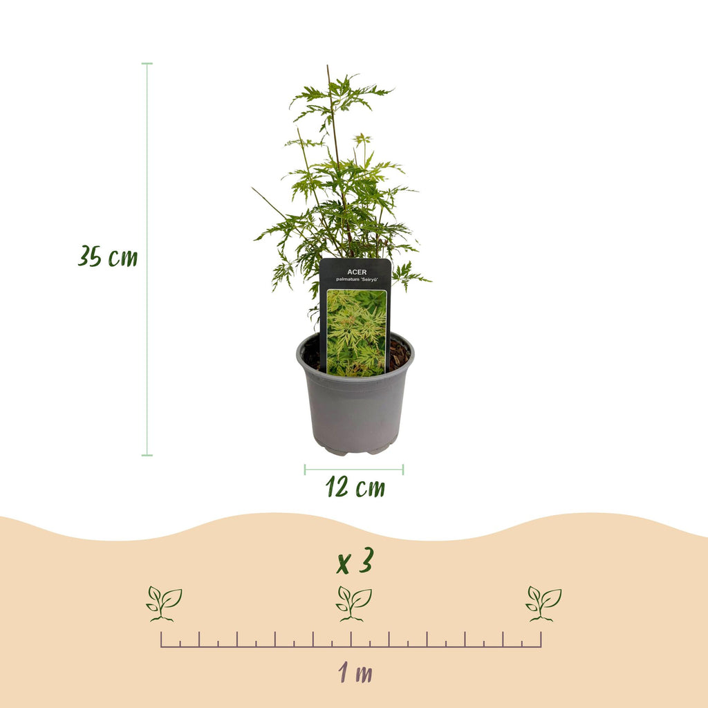 Green boutiQ - Plante de jardin - Acer palmatum Seiryu - Vert 1 Plante - Caduc - Peu d'entretien - Pot 12cm Hauteur 35cm