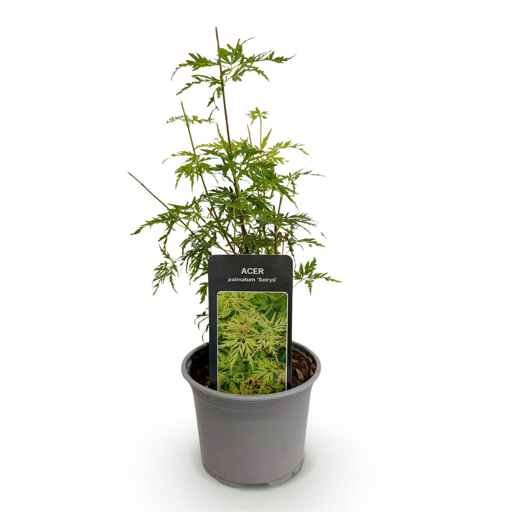 Green boutiQ - Plante de jardin - Acer palmatum Seiryu - Vert 1 Plante - Caduc - Peu d'entretien - Pot 12cm Hauteur 35cm