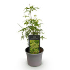 Green boutiQ - Plante de jardin - Acer palmatum Seiryu - Vert 1 Plante - Caduc - Peu d'entretien - Pot 12cm Hauteur 35cm