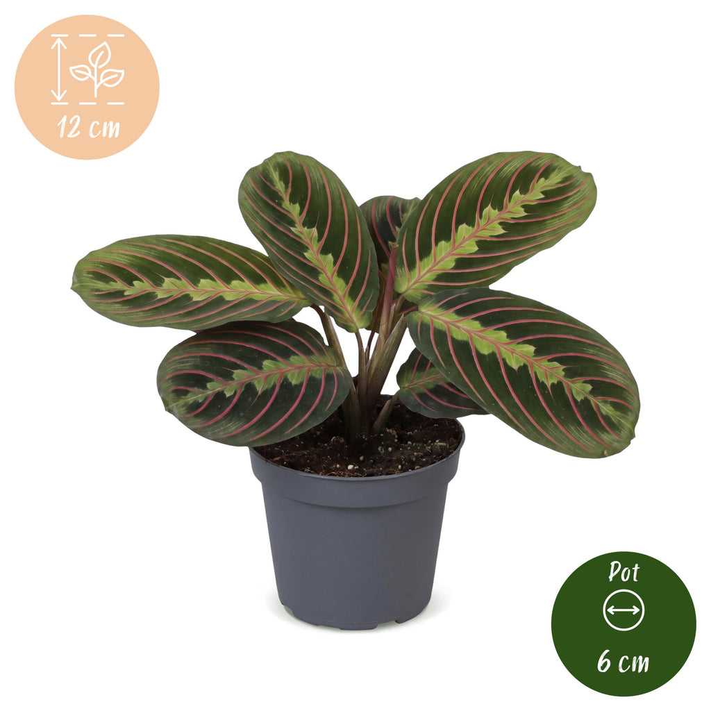Maranta Fascinator Tricolor - Fascinator prayer plant - Green - Tropical - Ø6cm - ↕12cm