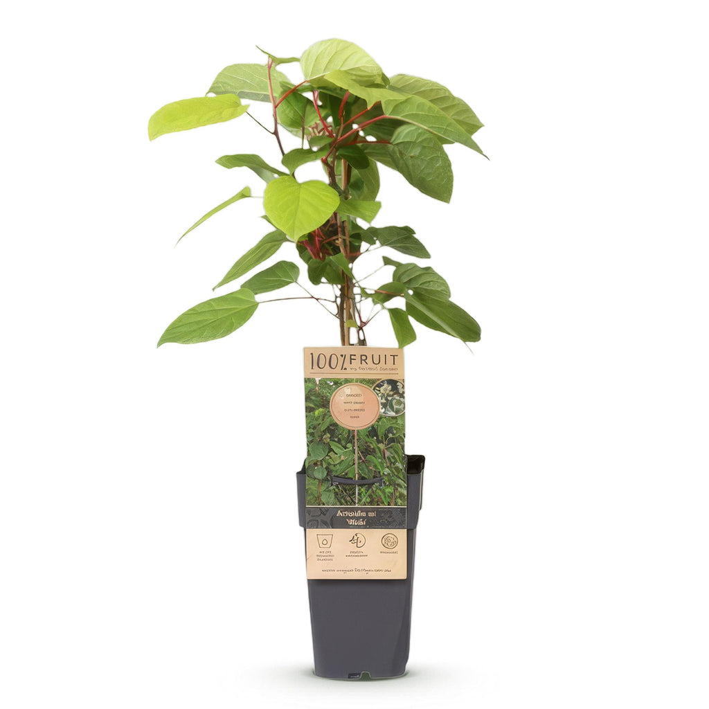 Green boutiQ - Actinidia arguta Weiki - Actinidier - Mâle - Fruits rouges et violets - 1 plante - Pot 15cm - Hauteur 50cm