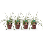 Green boutiQ - Graminées ornementales - Carex morrowii Ice Dance - Blanc & Vert - 4 Plantes - Persistant - Peu d'entretien - Pot 17cm Hauteur 50cm