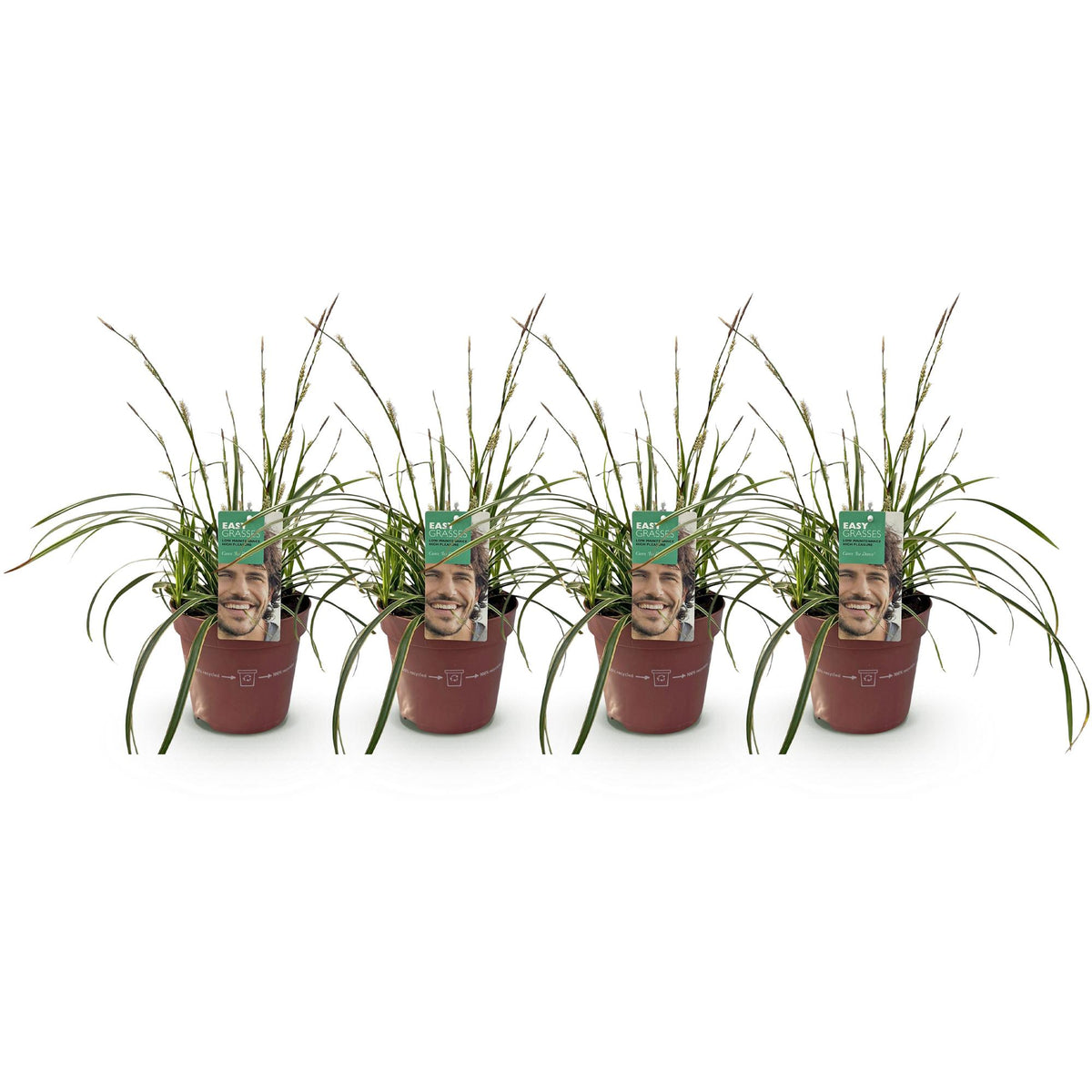 Green boutiQ - Graminées ornementales - Carex morrowii Ice Dance - Blanc & Vert - 4 Plantes - Persistant - Peu d'entretien - Pot 17cm Hauteur 50cm