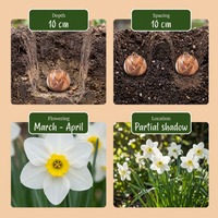240x Bol Natte Tuin - Bol Natte Tuin - Diversen - Zomerbloeier - Bolmaat 10/12