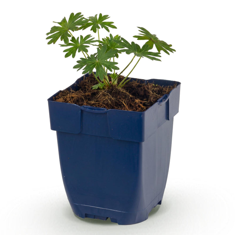 Green boutiQ - Vasteplant - Geranium sang. Album - Ooievaarsbek - Bodembedekkend - Wit - 1 Plant - Pot 11cm - Hoogte 15-25cm