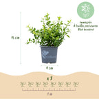Green boutiQ - Haie de buis - BetterBuxus Babylon Beauty - Résistant à la maladie du buis - 8 plantes - 1 mètre linéaire - pot 9cm hauteur 20-25