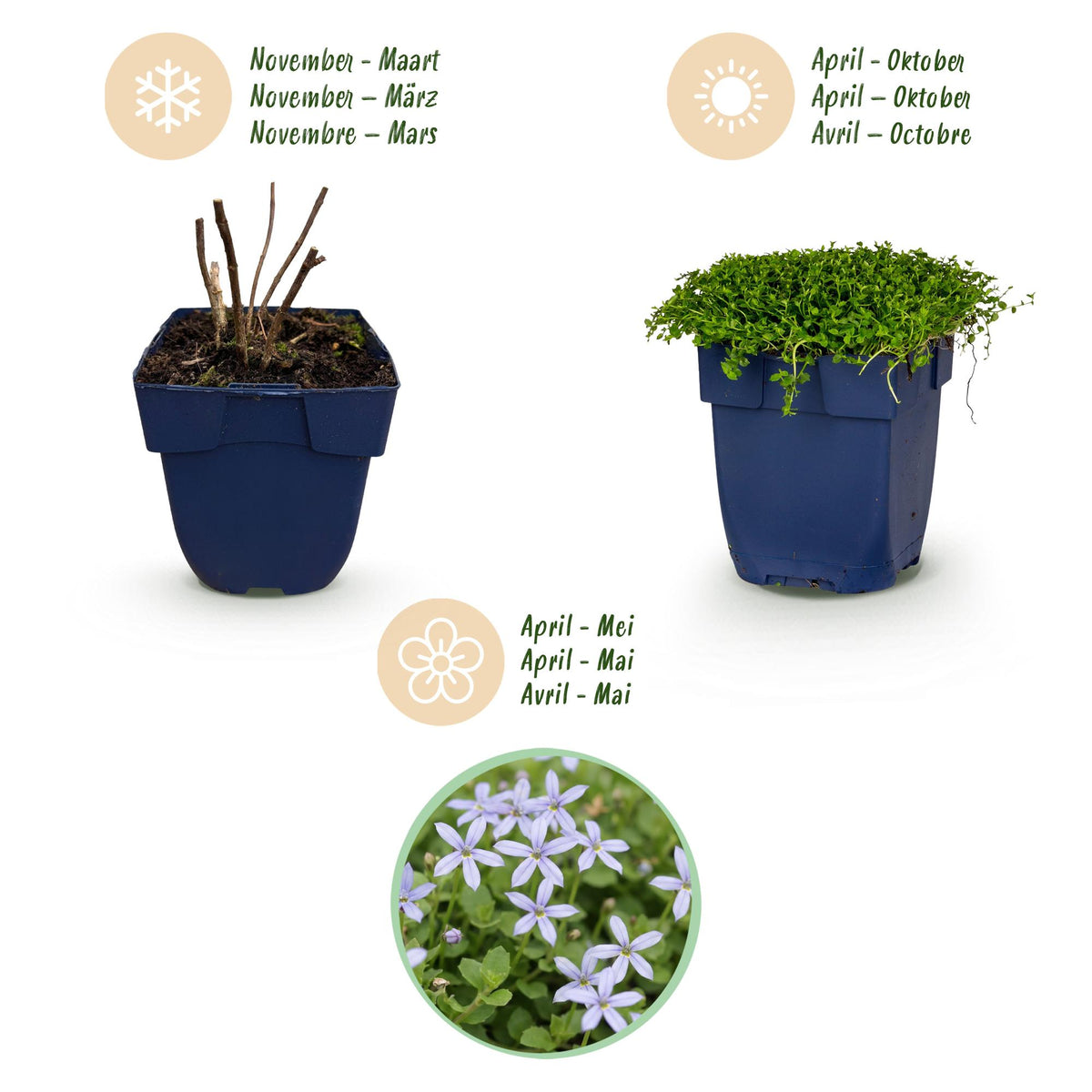 Green boutiQ - Stauden - Isotoma fluviatilis - Sternblume - Steingartenpflanzen - Hellblau - 6 Pflanzen - Topf 11 cm - Höhe 15-25 cm