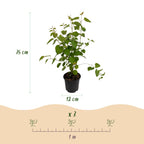 Green boutiQ - Gartenpflanze - Cercidiphyllum japonicum - Grün 1 Pflanze - Laubabwerfend - Pflegeleicht - Topf 12cm Höhe 35cm